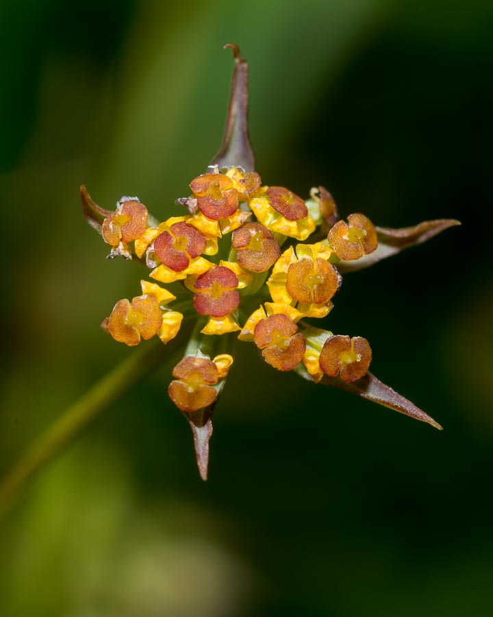 Bupleurum ranunculoides / Buplero ranuncoloide